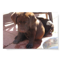 Chocolate Labrador Puppies posters