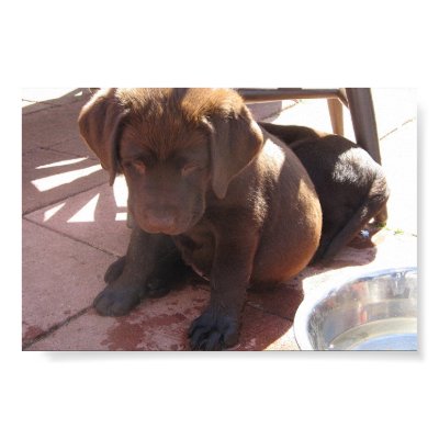 Chocolate Labrador Puppies Posters by plellski