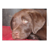 Chocolate Labrador Puppy cards
