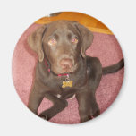 Chocolate Labrador Puppy  Magnet
