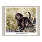 Chocolate Labrador Retriever Art Print