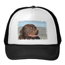 Chocolate Labrador Retriever Baseball Hat