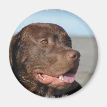 Chocolate Labrador Retriever Magnet