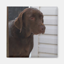Chocolate Labrador Retriever Magnet