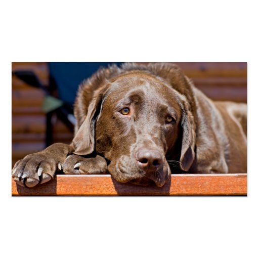 Chocolate Labrador Retriever Photograph Business Card Template