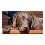 Chocolate Labrador Retriever Photograph Business Card Template