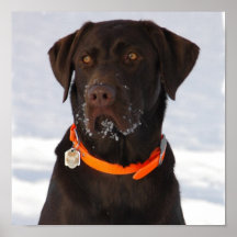 Chocolate Labrador Retriever Print