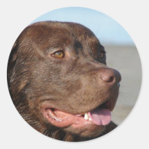 Chocolate Labrador Retriever Sticker