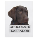 Chocolate Labrador Unique design! Flyer