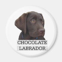 Chocolate Labrador Unique design! Magnets