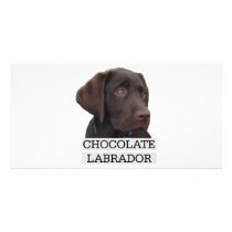 Chocolate Labrador Unique design! photo cards