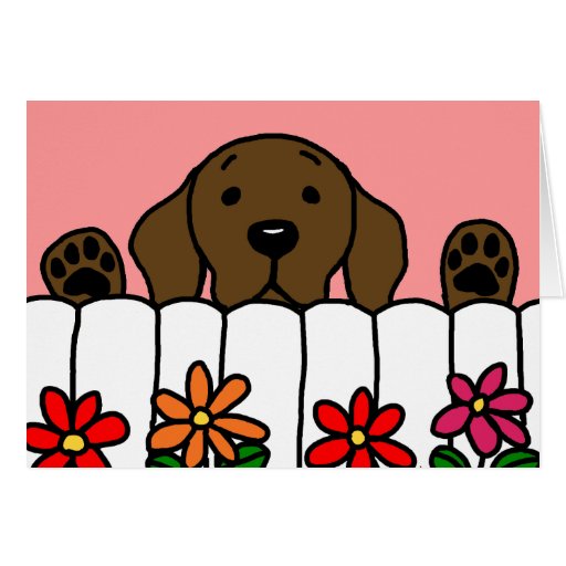 Chocolate Labrador watching you Card