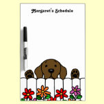 Chocolate Labrador watching you dry erase boards