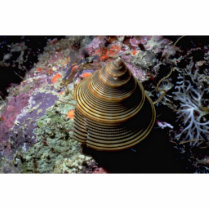 Chocolate-lined top shell (Calliostoma javanicum) Acrylic Cut Out