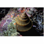 Chocolate-lined top shell (Calliostoma javanicum) Acrylic Cut Out