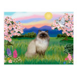 Chocolate Point Himalayan -  Blossoms Post Card