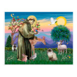 Chocolate Point Himalayan Cat  - St Francis Post Card