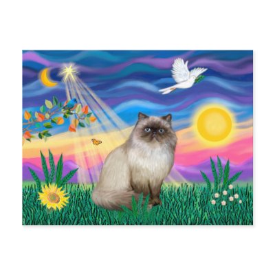 Chocolate Point Himalayan Cat  - Twilight Post Card by catartgifts