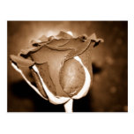 Chocolate Rose Post Card