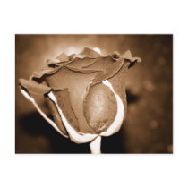 Chocolate Rose postcards