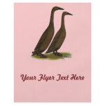 Chocolate Runner Ducks flyers