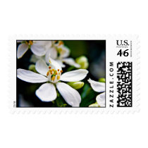 Choisya flower postage print stamps