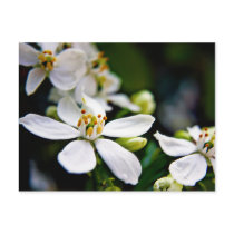 Choisya flower postcard postcards