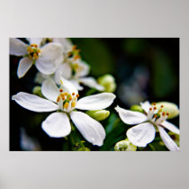 Choisya flower print posters