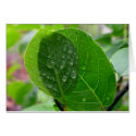 Chokecherry leaves in spring card