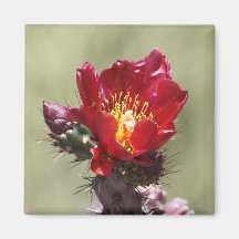 Cholla Bloom Magnet