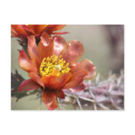 Cholla Bloom Postcard