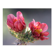 Cholla Bloom Postcard