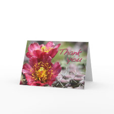Cholla Bloom 