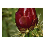 Cholla bud Pink flowers Invites