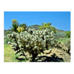 Cholla Cactus And Flowering Yucca Postcards