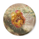 Cholla Cactus Bloom magnets