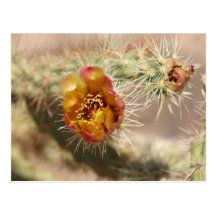 Cholla Cactus Bloom Postcard