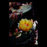 Cholla Cactus Flower Print posters