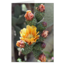 Cholla flower cards