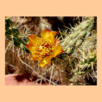 Cholla Flower posters