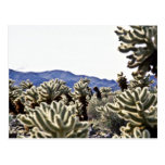 Cholla Garden Post Cards