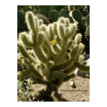 Cholla In Bloom posters by moxieann Cholla In Bloom posters