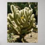 Cholla In Bloom Posters