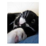 Chopper the Cat Photo Postcard