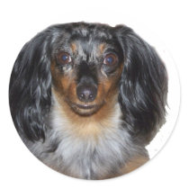 Chopper The Mini Dapple Dachshund stickers