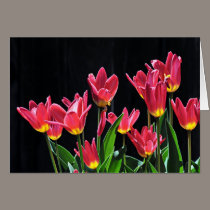 Chorus of Tulips cards
