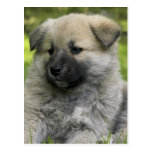 Chow Chow Dog Postcard
