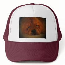 Chow Chow hats