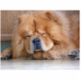 Chow Chow Cut Out