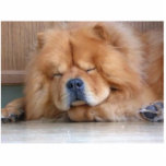 Chow Chow Cut Out